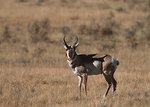 Free Stock Photo: An antelope in a field