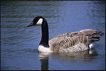 Free Stock Photo: A Canada goose on water