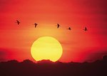 Free Stock Photo: Geese flying in front of a setting sun