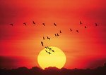 Free Stock Photo: Geese flying in front of a setting sun