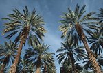 Free Stock Photo: Tall date trees with a blue sky background.