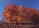 Free Stock Photo: Sugar maple trees with fall foliage
