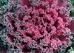 Free Stock Photo: Close-up of kale lettuce