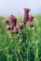 Free Stock Photo: A purple forb flower