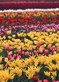 Free Stock Photo: Colorful tulips growing in a field