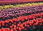 Free Stock Photo: Colorful tulips growing in a field