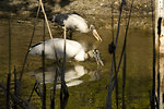 Free Stock Photo: A pair of wood storks foraging for food