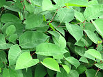 Free Stock Photo: Close-up of green leaves