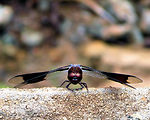 Free Stock Photo: Close-up of a dragonfly