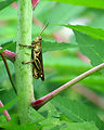 Free Stock Photo: Close-up of a grasshopper