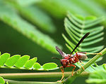Free Stock Photo: Close-up of a red wasp on a leaf