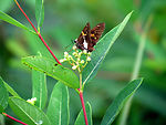 Free Stock Photo: A brown butterfly on a leaf