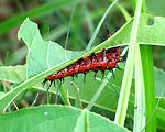Free Stock Photo: Close-up of a red caterpillar on a leaf