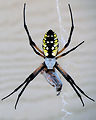 Free Stock Photo: Close-up of a yellow garden spider