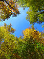 Free Stock Photo: Colorful autumn tree tops