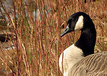 Free Stock Photo: Close-up of a Canada goose