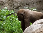 Free Stock Photo: Closeup gorilla