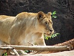 Free Stock Photo: Lion