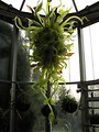 Free Stock Photo: Nepenthes Chandelier sculpture by Dale Chihuly