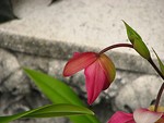 Free Stock Photo: Dark red flower by old stone wall