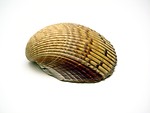 Free Stock Photo: Sea shell on a white background