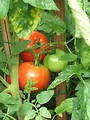 Free Stock Photo: Green and red tomatoes in a garden