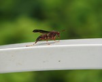 Free Stock Photo: Closeup of a red wasp