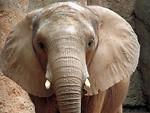 Free Stock Photo: Elephant portrait