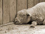 Free Stock Photo: Black and white sheep sleeping against fence