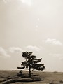 Free Stock Photo: Black and white tree on top of mountain