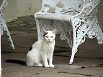 Free Stock Photo: White and black cat sitting by outside chair