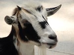 Free Stock Photo: Closeup of a black and white colored goat