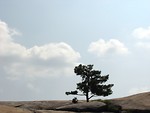 Free Stock Photo: Single tree on top of Stone Mountain