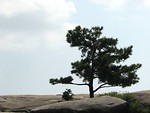 Free Stock Photo: Single tree on the top of Stone Mountain