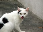 Free Stock Photo: White and black cat licking its mouth