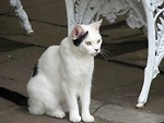 Free Stock Photo: White and black cat sitting by a chair outside