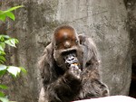 Free Stock Photo: Gorilla portrait