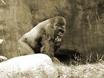 Free Stock Photo: Gorilla in black and white