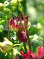 Free Stock Photo: Closeup of a red flower