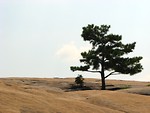 Free Stock Photo: Single tree at the top of Stone Mountain