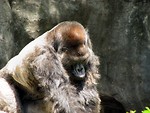 Free Stock Photo: Gorilla