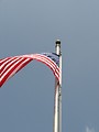 Free Stock Photo: A US flag flying in the wind.