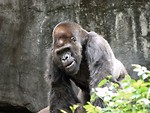 Free Stock Photo: Gorilla