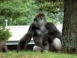 Free Stock Photo: Gorilla portrait