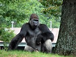 Free Stock Photo: Gorilla portrait