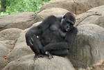 Free Stock Photo: Gorilla sitting on a rock