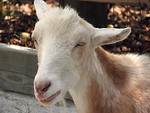 Free Stock Photo: Closeup of a white goat