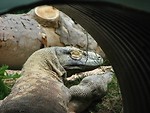 Free Stock Photo: Komodo dragon