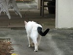 Free Stock Photo: White and black cat walking outside