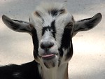 Free Stock Photo: Closeup portrait of a goat sticking out its tongue
